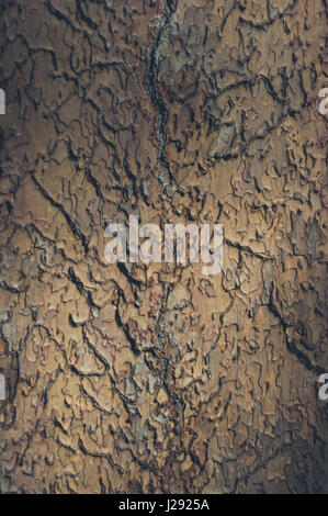 Abstract di legno marrone corteccia Texture Foto Stock