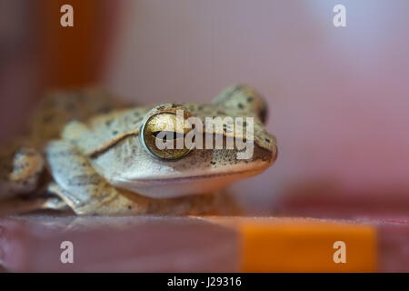 Golden Tree rana o rana giallo in Thailandia - Close up - Macro - (messa a fuoco selettiva) Foto Stock