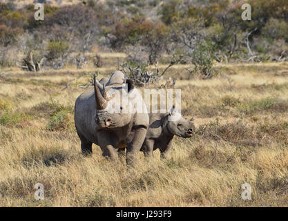 Un rinoceronte nero la madre ed i suoi 6 mese vitello olf nel sud della savana africana Foto Stock