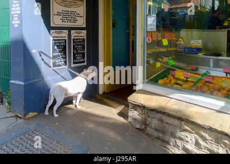 Un boxer bianco cane legato al di fuori di un negozio di macellaio e guardando con speranza attraverso la porta aperta Foto Stock