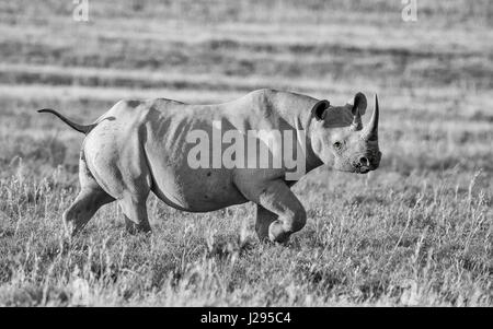 Un adulto solitario Rinoceronte nero nella prateria in Africa australe Foto Stock