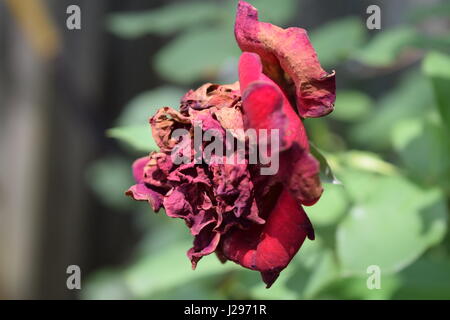 Una rosa morente. Foto Stock