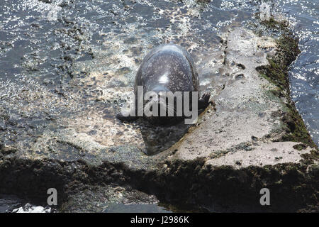 Sea Lion in appoggio su di una scogliera rocciosa di fronte alle onde a La Jolla, California di San Diego Foto Stock