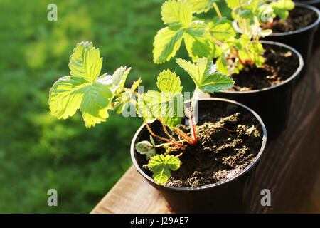 Pentole con giovani piante di fragola pronto per il giardino.. sfondo verde. Foto Stock