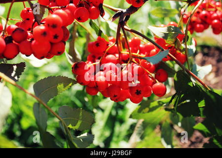 Sorbus aucuparia, rowan o mountain-cenere con bacche di colore arancione in estate Foto Stock