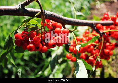 Sorbus aucuparia, rowan o mountain-cenere con bacche di colore arancione in estate Foto Stock