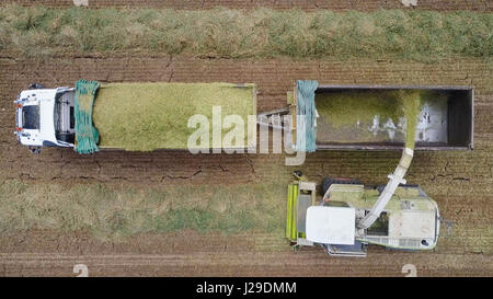 Combinare il raccolto di un campo verde e scarica il grano su un doppio camion con rimorchio - top down riprese aeree Foto Stock