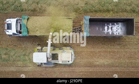 Combinare il raccolto di un campo verde e scarica il grano su un doppio camion con rimorchio - top down riprese aeree Foto Stock