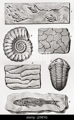 Fossili. 1. Impronte di un uccello. 2. Mudcracks. 3. Ammonita. 4. Trilobata. 5. Ripplemarks. 6. Pesce. Dal mondo delle fondazioni o la Geologia per principianti, pubblicato 1883. Foto Stock