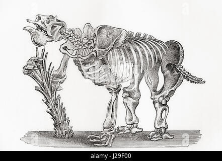 Lo scheletro di un Megatharium. Dal mondo delle fondazioni o la Geologia per principianti, pubblicato 1883. Foto Stock