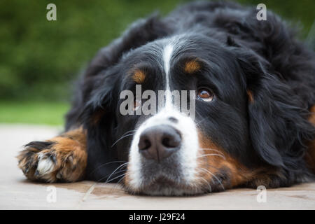 Femmina di Bovaro del Bernese, cane domestico (Canis lupus familiaris), giacente sul terreno, guardando in alto, ritratto, Germania Foto Stock