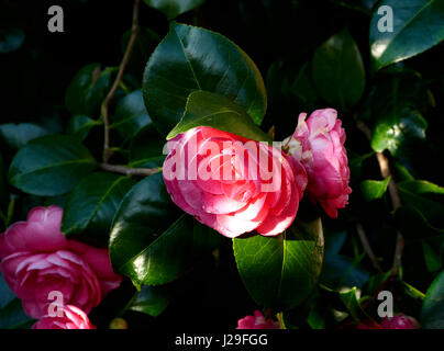 Camelia in fiore (Suzanne's orto, Le Pas, Mayenne, Pays de la Loire, Francia). Foto Stock