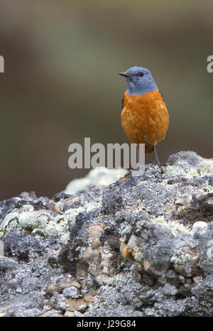 Monticola saxatilis Foto Stock