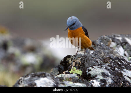 Monticola saxatilis Foto Stock