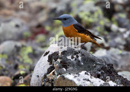 Monticola saxatilis Foto Stock