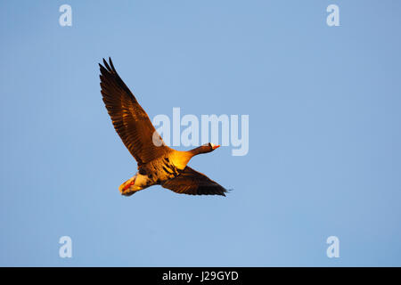 Maggiore bianco-fronteggiata goose (Anser albifrons) in volo Foto Stock