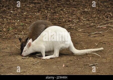 Albino wallaby campione, piccole o medie macropod trovati in Australia. Foto Stock