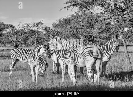 La Burchell Zebra gruppo familiare nel sud della savana africana Foto Stock