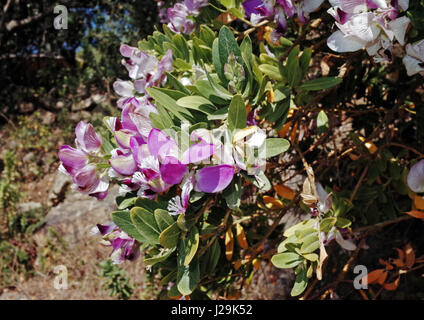Fiori di Polygala Myrtifolia in primavera Foto Stock