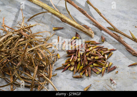 Balsampappel, Balsam-Pappel, Knospen, Knospe, Rinde, Borke, Populus balsamifera, Populus tacamahaca, balsamo del pioppo, bam, bamtree, balsamo orientale-popla Foto Stock