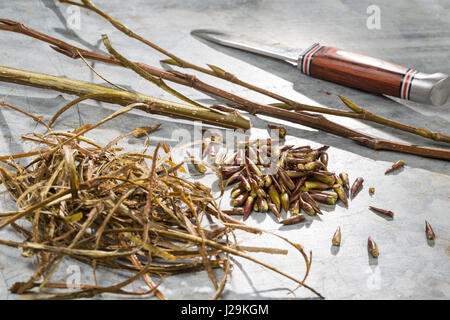 Balsampappel, Balsam-Pappel, Knospen, Knospe, Rinde, Borke, Populus balsamifera, Populus tacamahaca, balsamo del pioppo, bam, bamtree, balsamo orientale-popla Foto Stock