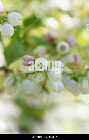 Vaccinium corymbosum. Mirtillo 'Earliblue' fiori in aprile. Regno Unito Foto Stock