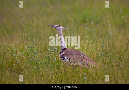 Kori bustard Ardeotis kori Namibia Marzo Foto Stock