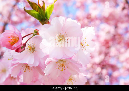 Kirschblüten im Frühling Foto Stock