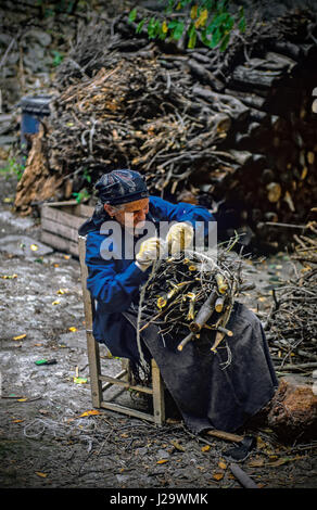 Italia Abruzzo Roccascalegna - donna anziana prepara i fasci di legno per l'inverno Foto Stock