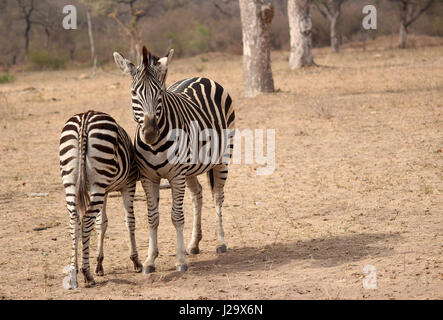 Le pianure Zebra nel selvaggio Foto Stock