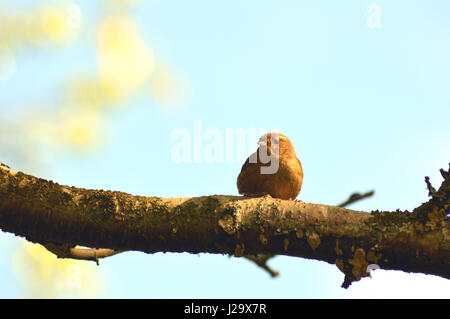 Poco Jenny Wren appollaiato su un ramo Foto Stock