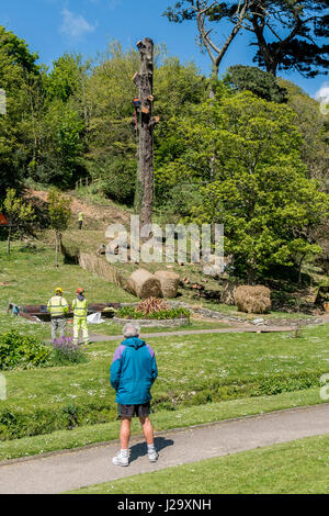 Guardare la gente di spettatori Tree chirurgo Arboricoltura Team tronco di albero maschio Lavoro Sicurezza arrampicata all'aperto operai pino di Monterey Foto Stock