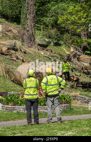 Arboriculturalist; Tree chirurgo; arrampicata; albero; corda; funi; cordata; Sicurezza cablaggio; il lavoratore manuale; indumenti da lavoro protettiva; attrezzature; imbrigliato; Industr Foto Stock