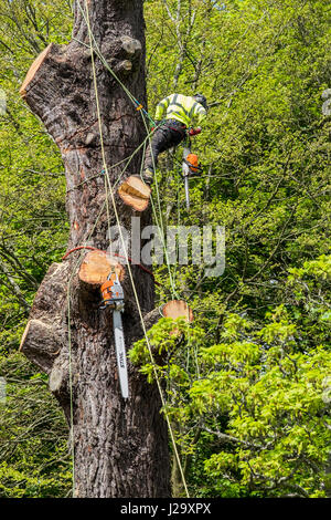 Tree chirurgo Arborist Arboricoltura esperto occupazione pericolose taglio basso struttura con sega a catena lavora in altezza albero imbrigliato di gestione Foto Stock