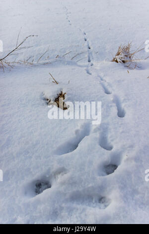 Orme da un zampe degli animali nella neve Foto Stock