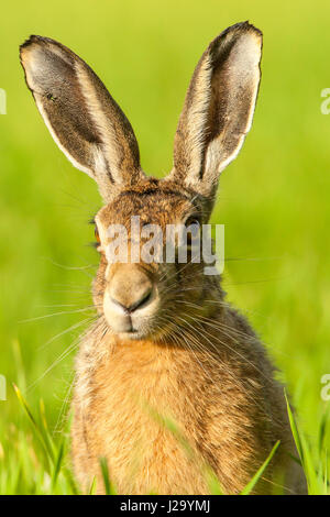 Brown Lepre  adulto testa e spalle shot  Powys, Wales, Regno Unito Foto Stock