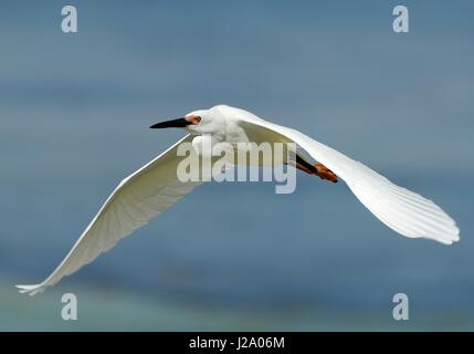 Flying white morph Dimorphic garzetta Foto Stock
