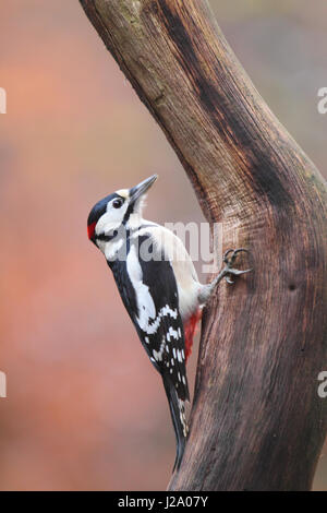 Picchio rosso maggiore su albero Foto Stock