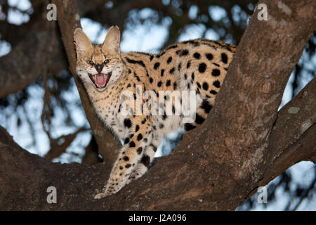 Foto di un serval in una struttura ad albero Foto Stock