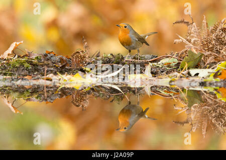 Robin con la riflessione in Autunno colori Foto Stock