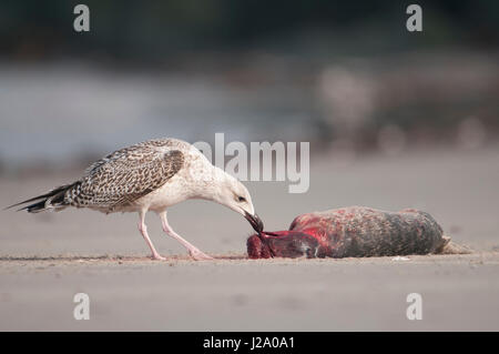 Grande nero-backed Gull mangiare grigio cucciolo di tenuta Foto Stock