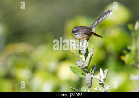 Nuova Zelanda fiocco (Rhipidura fuliginosa) Foto Stock