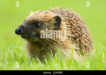 Curioso riccio in erba Foto Stock