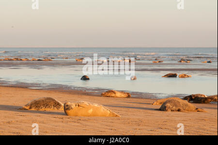 Colonia di foche grigie a bassa marea nella luce del mattino Foto Stock