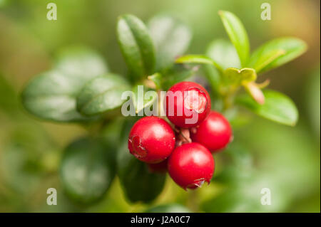 Bacche di lingonberry Foto Stock