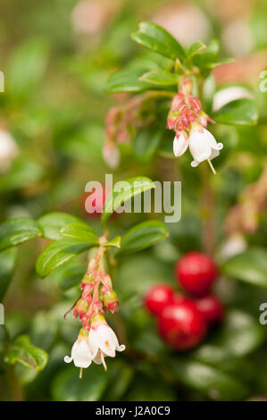 Fioritura lingonberry con frutti di bosco Foto Stock