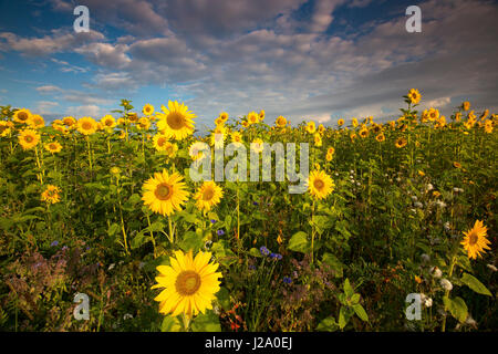 Campo con girasoli Foto Stock