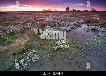 Alba sul polder Dudzeelse vicino a Zeebrugge, Belgio Foto Stock