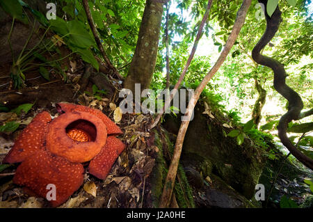 Rafflesia, il più grande fiore del mondo, Sarawak, Borneo, Malaysia Foto  stock - Alamy