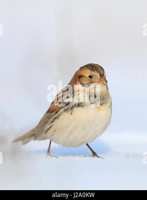 Immagine verticale di un Lapland bunting nella neve Foto Stock